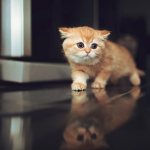 Кошачьи знаки Зодиака и совместимость кошек с человеком по дате рождения / 1zoom.ru
