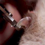 Кошачий коготь обрезают кусачками