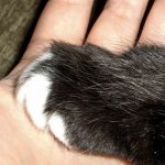 Cat paw and human hand close-up photo