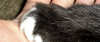 Кошачья лапа и рука человека фото крупным планом