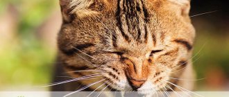 Кошка чихает: причины и лечение