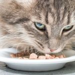 Кошка ест корм с креветками