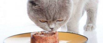 Cat eats