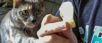 Cat and chips
