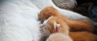 Cat feeding kittens