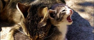 A cat bites kittens: how to react and the reasons for this strange habit