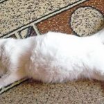 The cat lies on the carpet