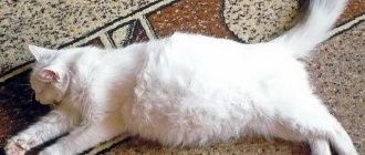 The cat lies on the carpet