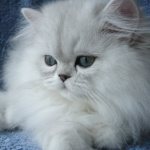 Persian chinchilla cat