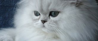 Persian chinchilla cat