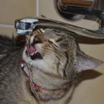 кошка пьет воду из-под крана