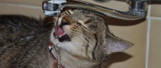 кошка пьет воду из-под крана