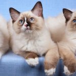 Ragdoll cat - description, history and standards of the breed, basic recommendations for care and maintenance