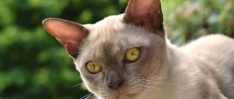 Кошка с желтыми глазами: названия пород с описанием