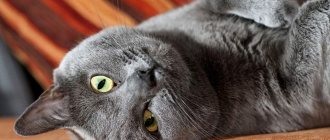 Chartreux cat - description of the breed, features and its main differences from the British
