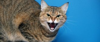 A cat hisses at a child - reasons and what to do