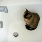 Кошка сидит в ванне