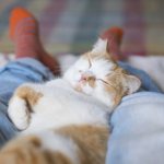 кошка спит в ногах у хозяина основные причины