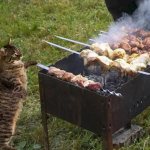 Cat near the barbecue with kebabs