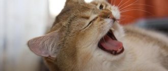 Cat yawns