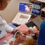 Ultrasound performed on a cat