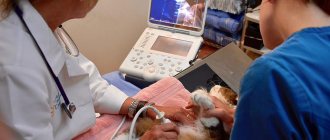 Ultrasound performed on a cat