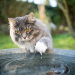 Cats are afraid of water