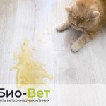 Cat vomits yellow liquid