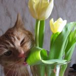 the cat eats flowers