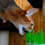 Cat eats medicinal herb Photo