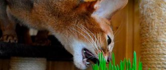 Кот ест лечебную траву Фото