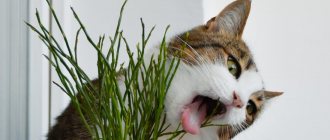 The cat eats grass