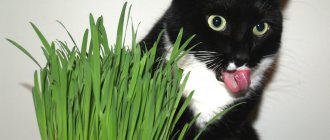 The cat eats grass