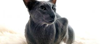 Кот грузин: как называется порода