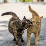 The cat is walking - what should the owner do?