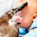 Cat plays with a small child