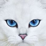 Kobe the cat - blue-eyed Instagram star