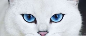Kobe the cat - blue-eyed Instagram star