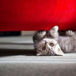 Cat under the red sofa