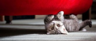 Кот под красным диваном
