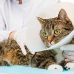 A cat after castration: how to care for the animal in the first days, when it can be fed and washed?