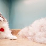 Кот сильно линяет – что делать в домашних условиях: причины постоянной линьки и решение проблемы