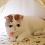 Cat Snoopy - plush Instagram star