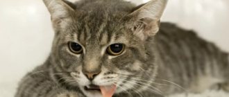 Кот тяжело дышит животом, не ест: физиологические и патологические причины, первая помощь, лечение