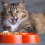 Cat at a bowl of dry food