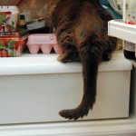 cat steals food