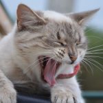 The cat yawns