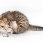 Котенок чешет ушки: причины и способы лечения. С чем может быть связано то, что котёнок чешет ушки, трясёт головой и выглядит больным