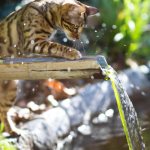 Kitten and water