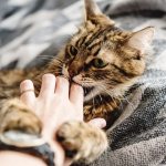 The kitten bites and scratches - reasons and what to do